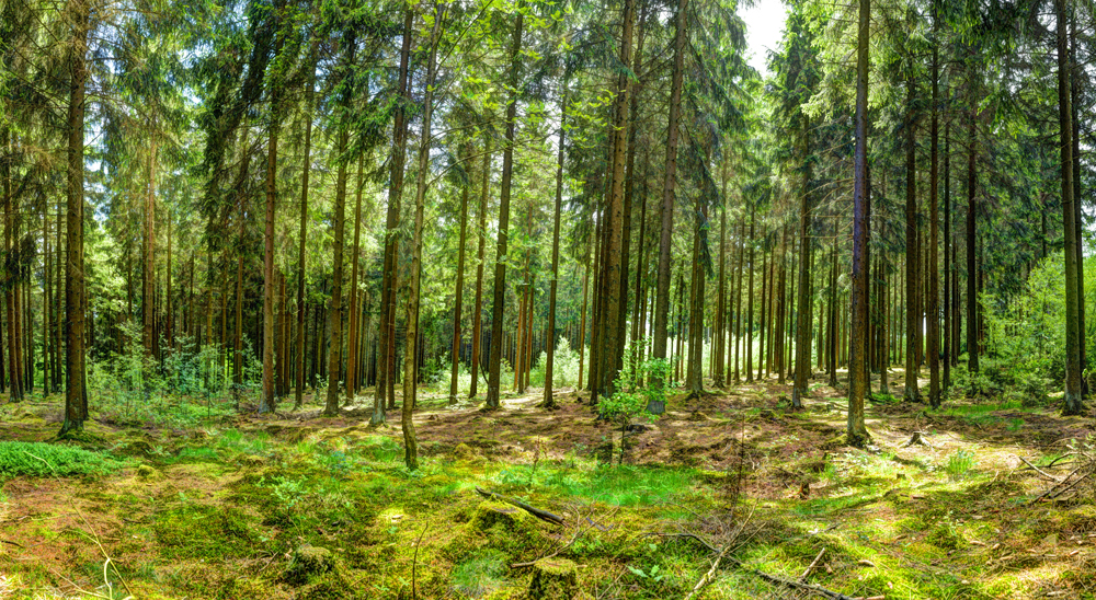 Preview fichtenwald im gegenlicht HDR.jpg